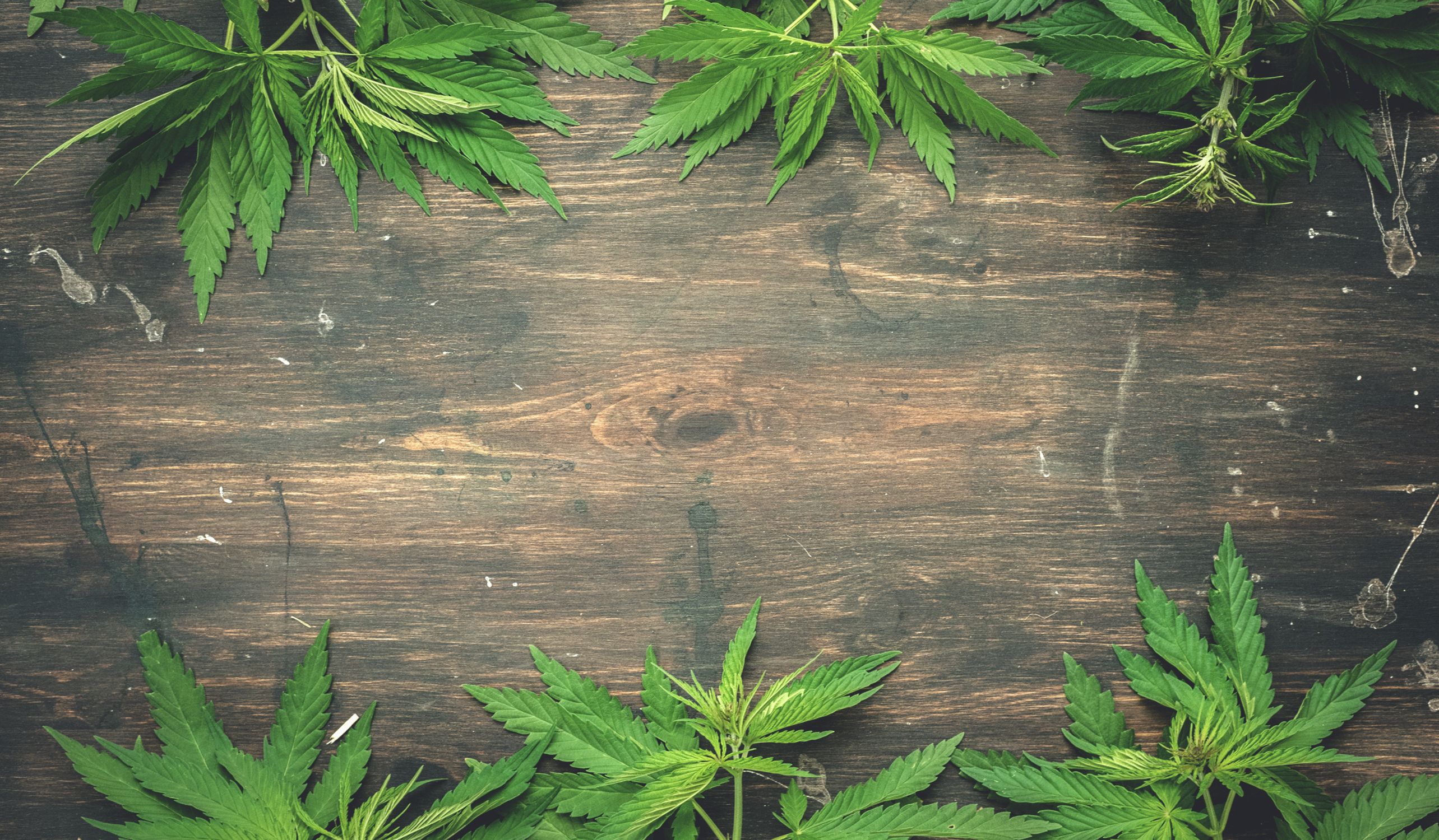 Cannabis leaves on dark wood background for pipeline header